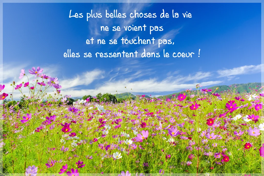 Une citation sur la vie est écrite dans un ciel bleu au-dessus d'un champ verdoyant rempli de fleurs de cosmos roses et blanches.