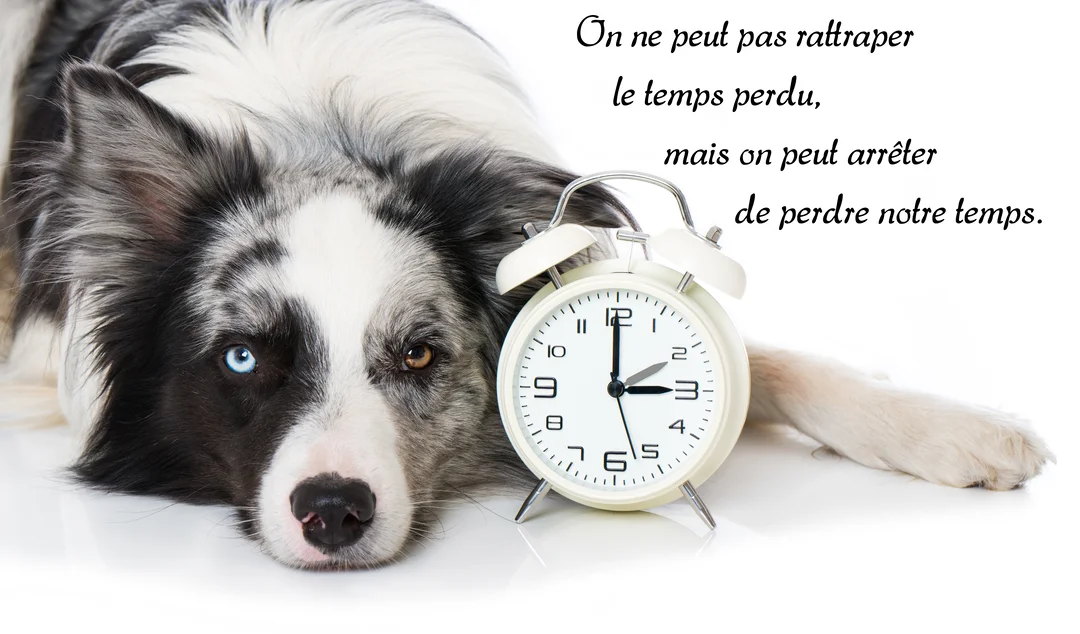 Un chien Border Collie noir, blanc et gris est allongé sur un fond blanc à côté d'un réveil blanc indiquant trois heures.