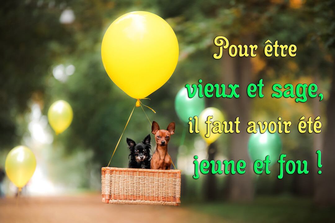 Deux petits chiens, un noir et un marron, assis dans un panier en osier suspendu à un grand ballon jaune sur un chemin boisé.