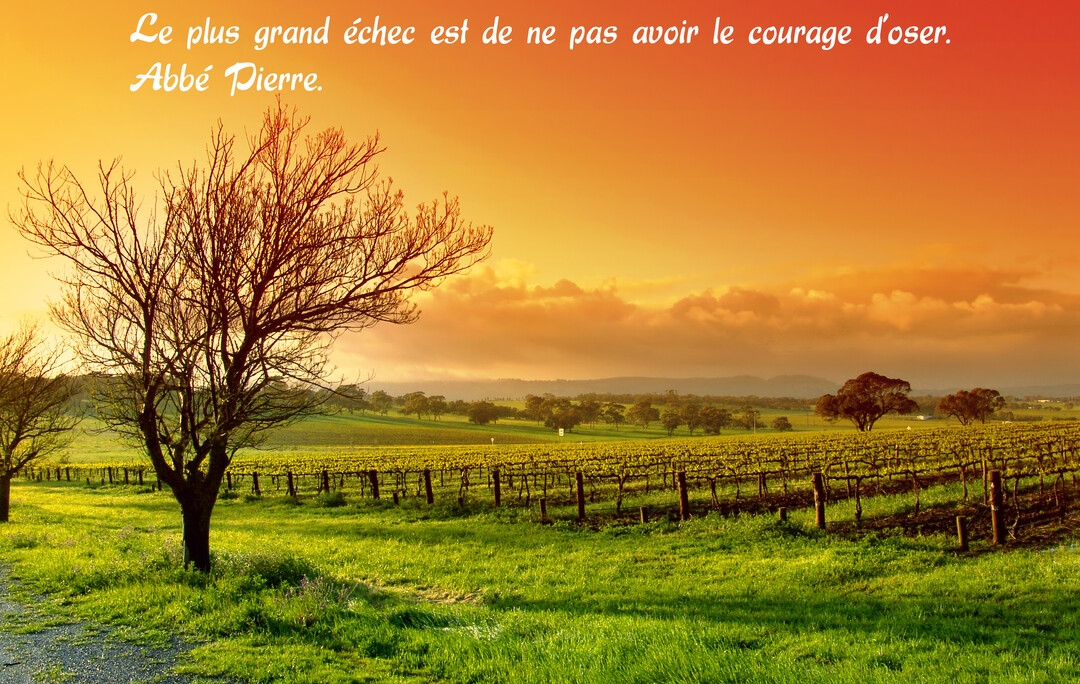 Un paysage de campagne paisible au crépuscule, avec un arbre dénudé au premier plan et des rangées de vignes verdoyantes sous un ciel chaud et orangé.