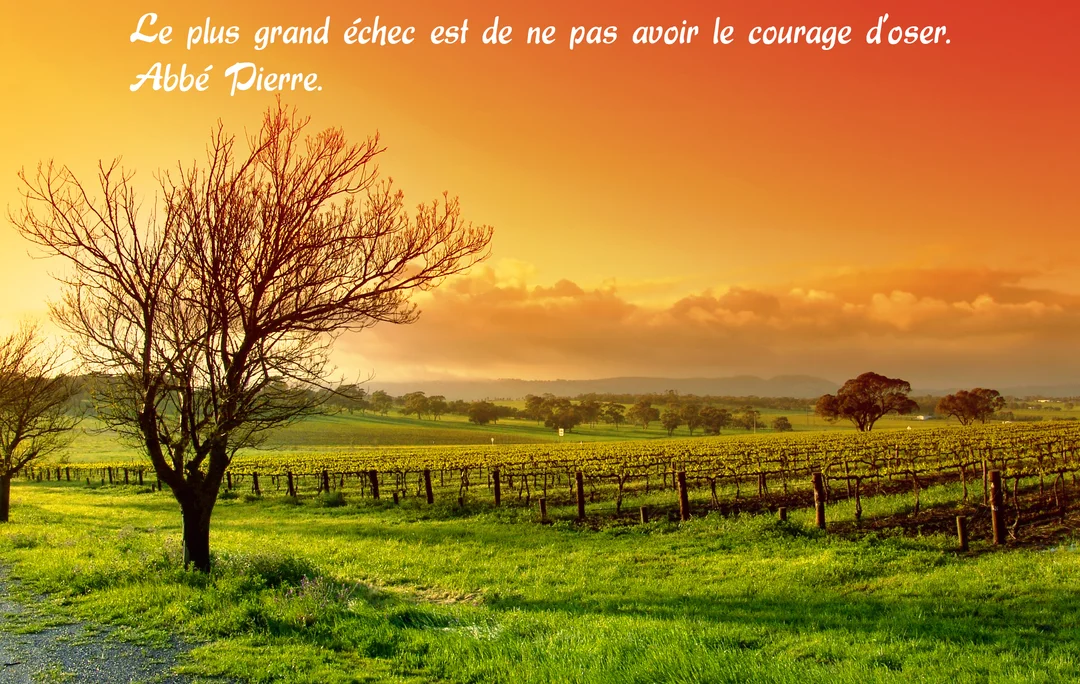 Un paysage de campagne paisible au crépuscule, avec un arbre dénudé au premier plan et des rangées de vignes verdoyantes sous un ciel chaud et orangé.