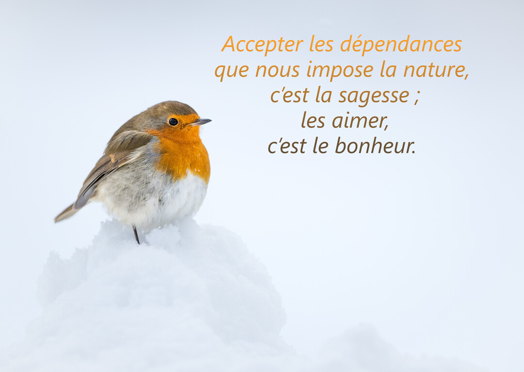 Un rouge-gorge au plumage orangé et blanc est délicatement posé sur un monticule de neige, sur un fond blanc épuré.