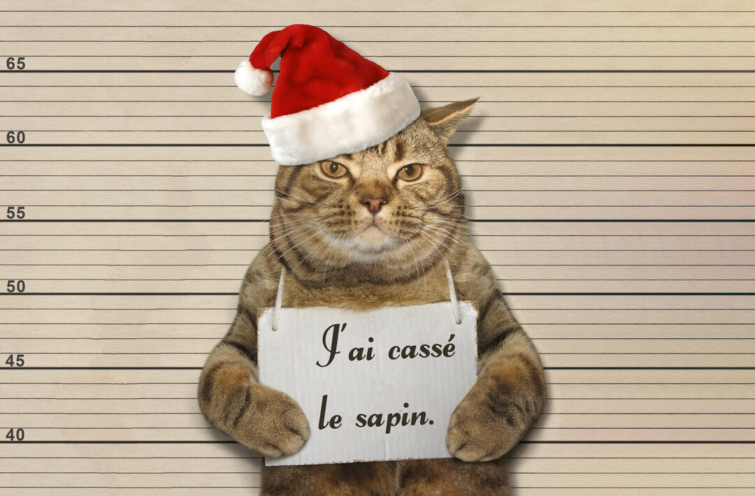 Un chat tigré avec un bonnet de Noël est pris en photo comme un suspect, tenant une pancarte où il avoue avoir cassé le sapin.