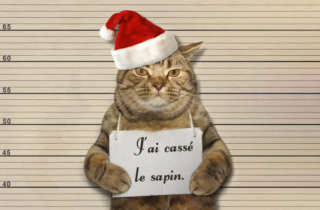 Un chat tigré avec un bonnet de Noël est pris en photo comme un suspect, tenant une pancarte où il avoue avoir cassé le sapin.