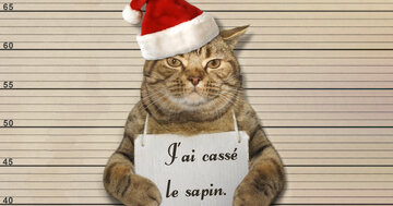 Aperçu de la carte : J'ai cassé le sapin