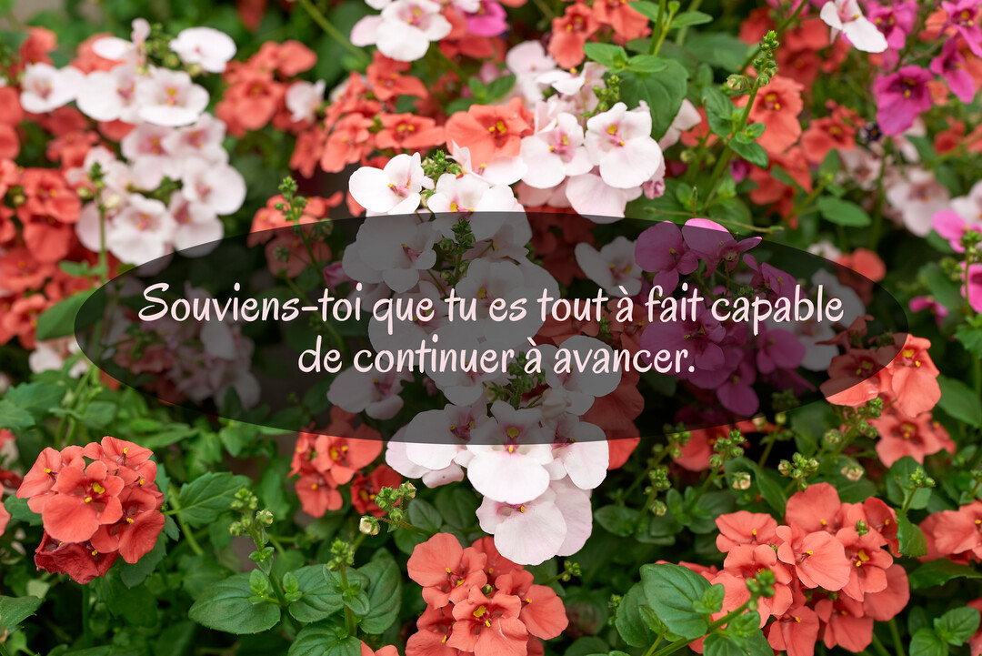 Un message d'encouragement est superposé sur une photographie d'un massif fleuri composé de petites fleurs roses, corail et blanches aux feuilles vertes.