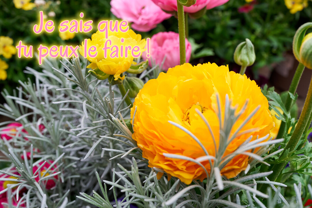 Une photographie de renoncules jaunes et roses éclatantes, avec un feuillage argenté, portant le message encourageant 'Je sais que tu peux le faire !'.