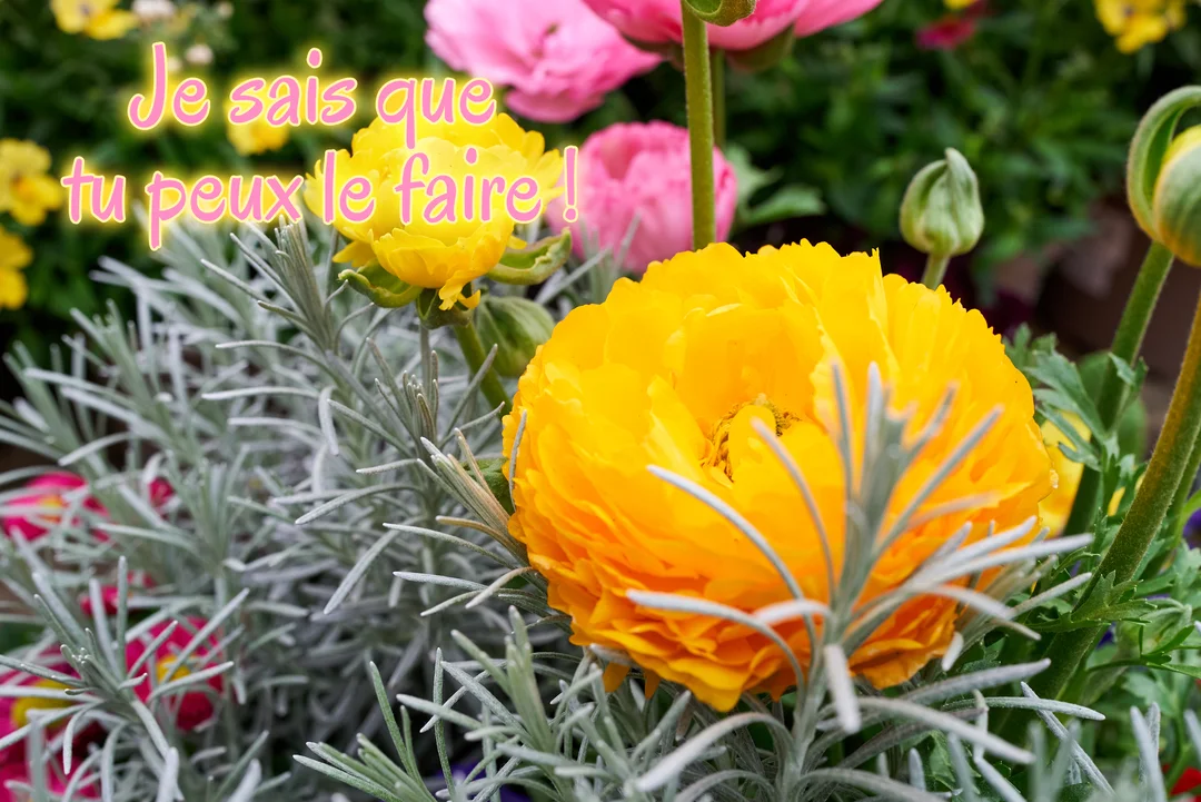 Une photographie de renoncules jaunes et roses éclatantes, avec un feuillage argenté, portant le message encourageant 'Je sais que tu peux le faire !'.