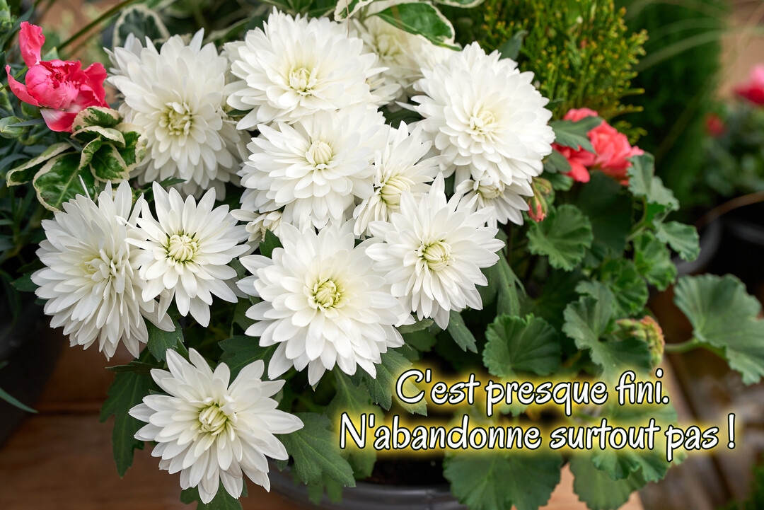 Une composition florale de chrysanthèmes blancs dans un pot, sur laquelle est inscrit un message de soutien et de persévérance en lettres jaunes.