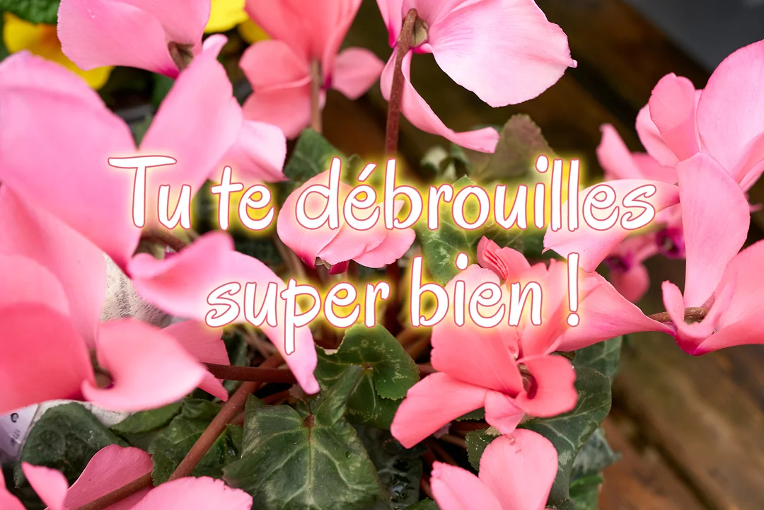 Une carte de vœux photographique présentant des fleurs de cyclamens roses et le message encourageant 'Tu te débrouilles super bien !' écrit au centre.