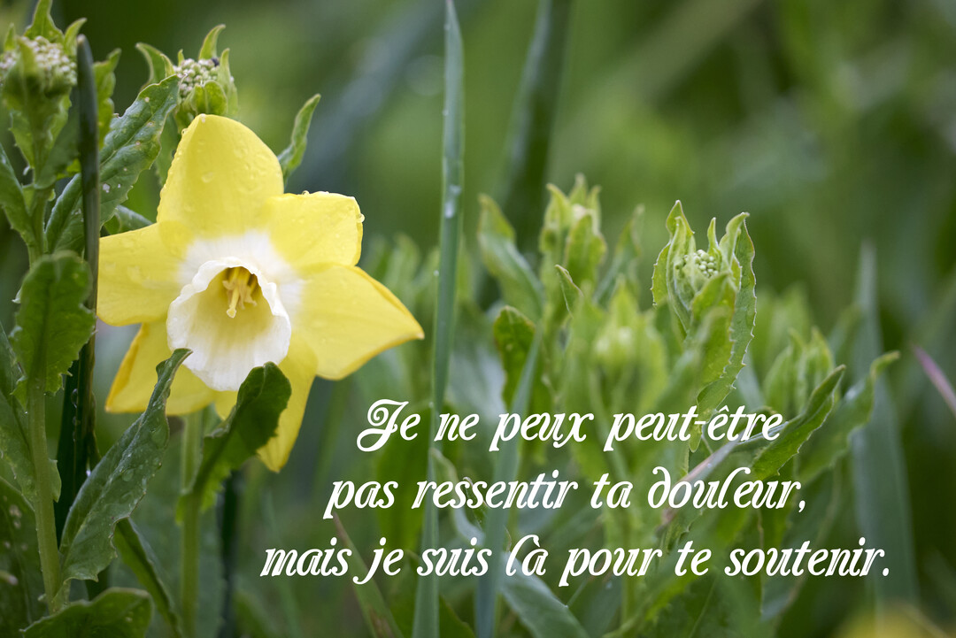 Photographie en gros plan d'une jonquille jaune et blanche éclose au milieu de feuillage vert, avec une citation de soutien superposée.
