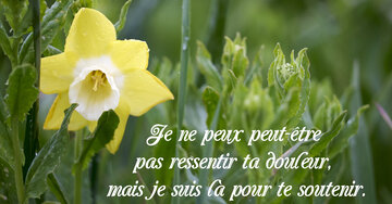Aperçu de la carte : « Je ne peux peut-être pas ressentir ta douleur... »