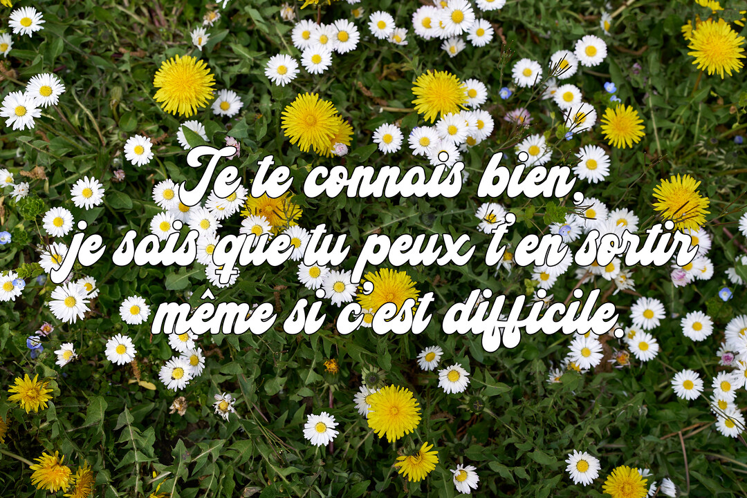 Vue de dessus d'un parterre fleuri de pâquerettes blanches et de pissenlits jaunes, avec un message de réconfort superposé en écriture blanche.