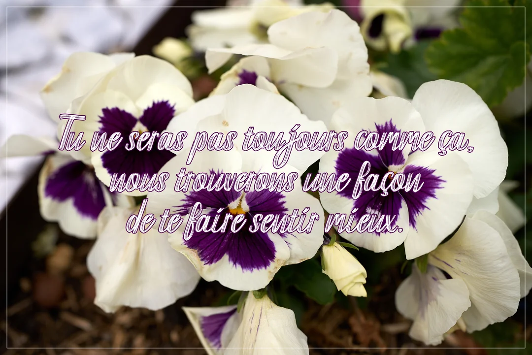 Gros plan sur un parterre de pensées aux pétales blancs et au cœur violet intense, avec un texte de réconfort superposé.