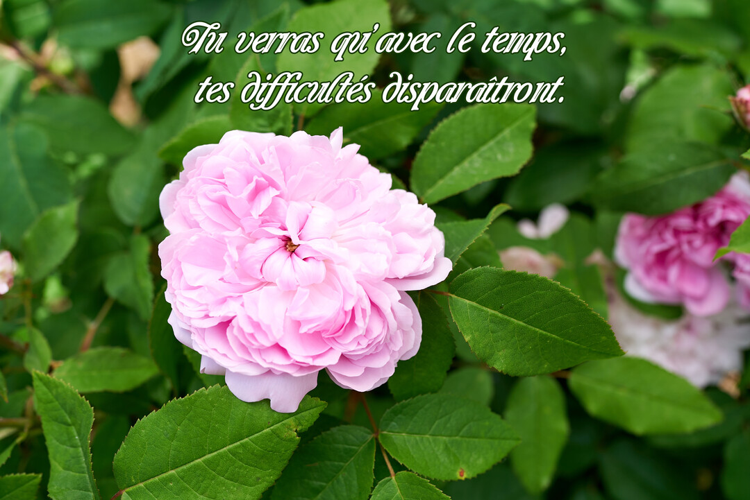 Une photographie en gros plan d'une rose rose épanouie, entourée de feuillage vert, avec une citation sur le temps qui apaise.