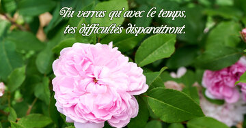 Aperçu de la carte : Tu verras qu'avec le temps, 
tes difficultés disparaîtront.