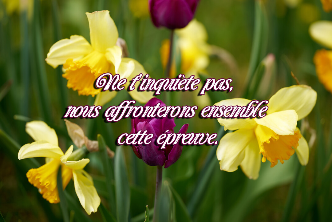 Gros plan sur un parterre de jonquilles jaunes et d'une tulipe violette, avec un texte de soutien superposé au centre de la carte.