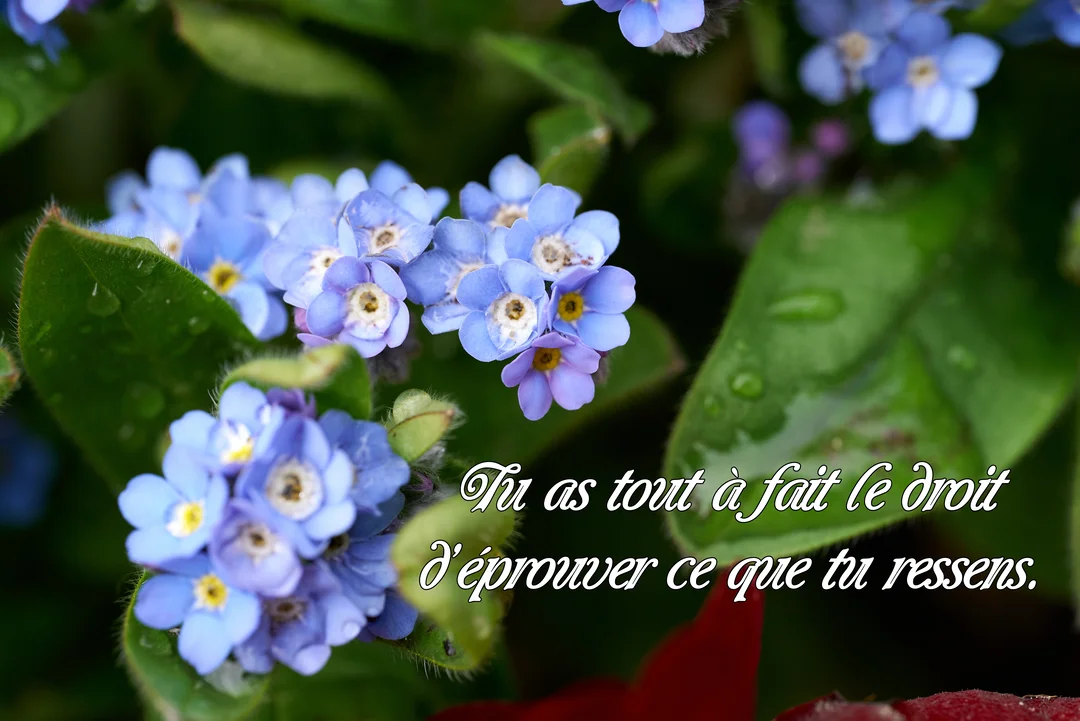 Une photographie en gros plan de délicates fleurs de myosotis bleues, parsemées de feuilles vertes, avec un texte de réconfort superposé avec élégance.