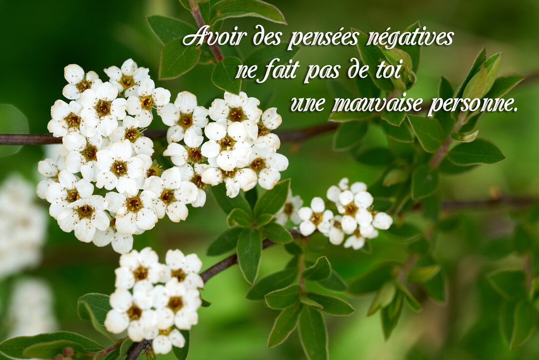 Gros plan sur des bouquets de petites fleurs blanches de spirée, avec leurs feuilles vertes, sur un fond naturel et flou.