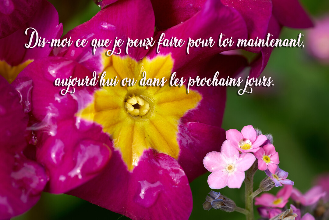 Gros plan sur une fleur de primevère magenta au cœur jaune, couverte de rosée, avec un message de soutien manuscrit superposé.