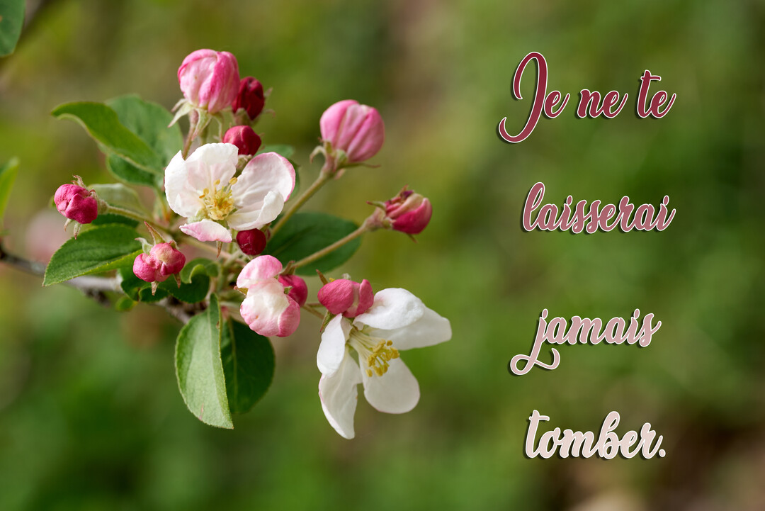 Une branche de pommier en fleurs, avec des bourgeons roses et des fleurs blanches, sur un fond vert flou et un message de soutien.