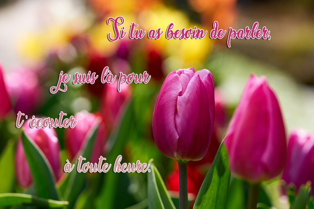 Gros plan sur une tulipe magenta au premier plan, avec d'autres tulipes et des fleurs colorées en arrière-plan flouté et lumineux.