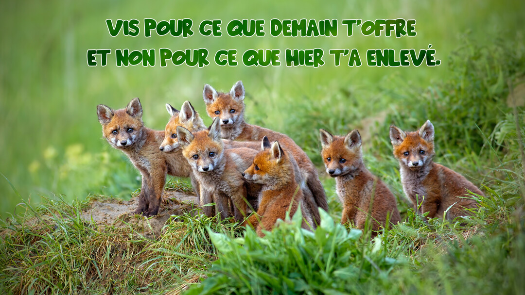 Photographie en plan moyen d'une portée de sept jeunes renardeaux roux curieux, groupés sur un monticule de terre au milieu d'herbes vertes.