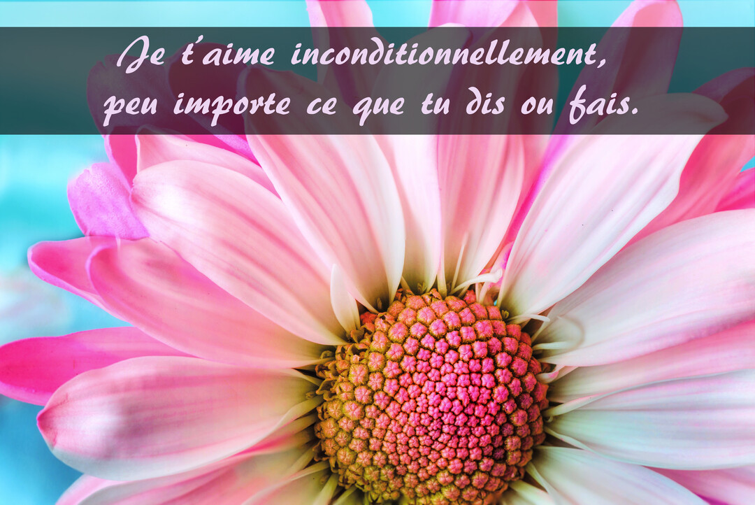 En gros plan, une fleur de marguerite aux pétales roses et blancs se déploie sur un fond turquoise vif, avec un message d'amour superposé.