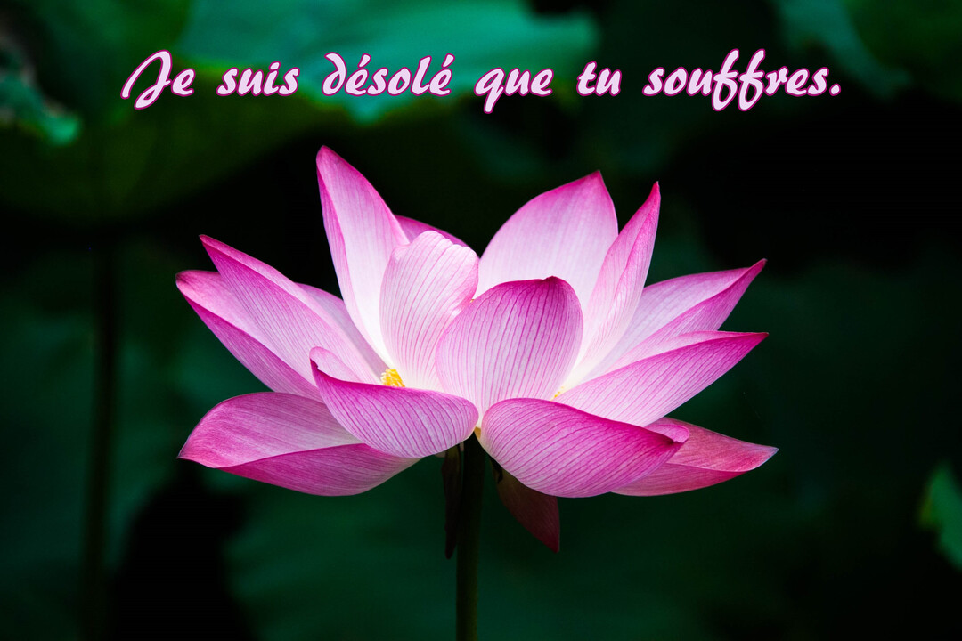 Une fleur de lotus rose vif, entièrement épanouie, se détache sur un fond sombre de feuilles vertes, avec un texte de soutien.