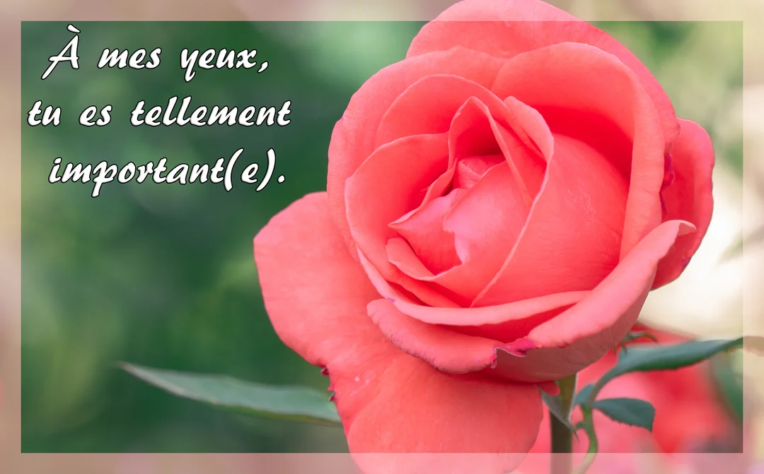 Une photographie en gros plan d'une rose couleur corail épanouie sur un fond vert flouté, avec un message d'affection superposé.