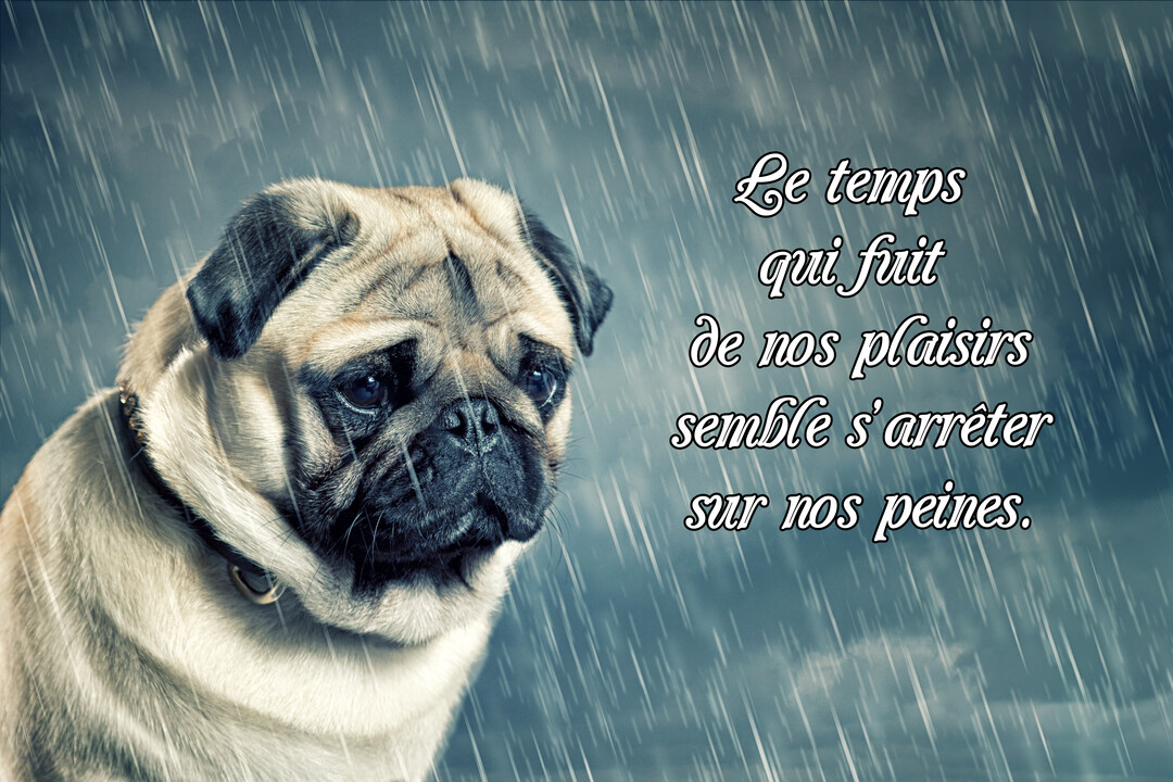 Un carlin au regard mélancolique est assis sous une pluie battante, avec un ciel gris et nuageux en arrière-plan, illustrant la tristesse.