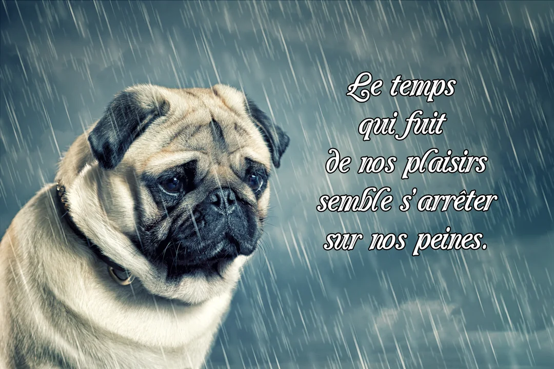 Un carlin au regard mélancolique est assis sous une pluie battante, avec un ciel gris et nuageux en arrière-plan, illustrant la tristesse.