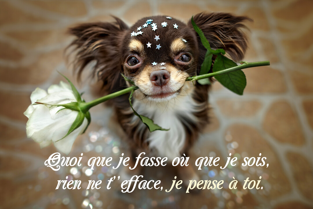 Un petit chihuahua poilu marron et blanc, vu de dessus, tient une rose blanche dans sa bouche et regarde la caméra avec tendresse.