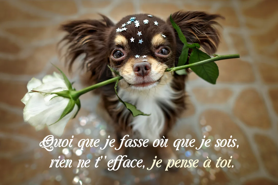 Un petit chihuahua poilu marron et blanc, vu de dessus, tient une rose blanche dans sa bouche et regarde la caméra avec tendresse.