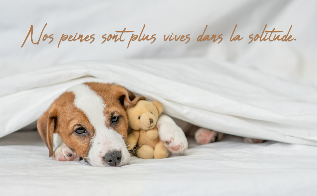 Un chiot Jack Russell au regard mélancolique est couché sous une couette blanche, tenant un petit ours en peluche contre lui.
