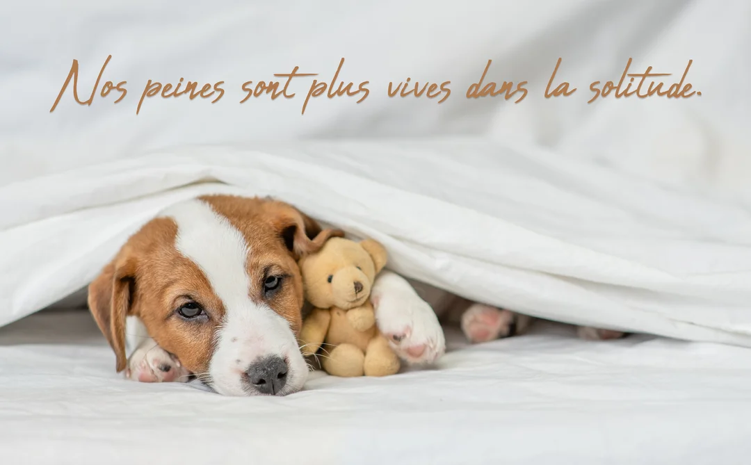 Un chiot Jack Russell au regard mélancolique est couché sous une couette blanche, tenant un petit ours en peluche contre lui.