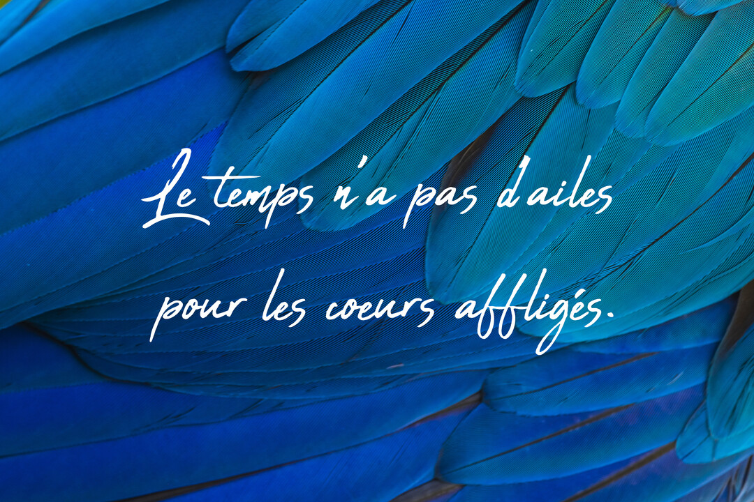 Un gros plan sur des plumes d'oiseau d'un bleu intense, avec une citation poétique sur la tristesse et le temps, écrite en blanc.