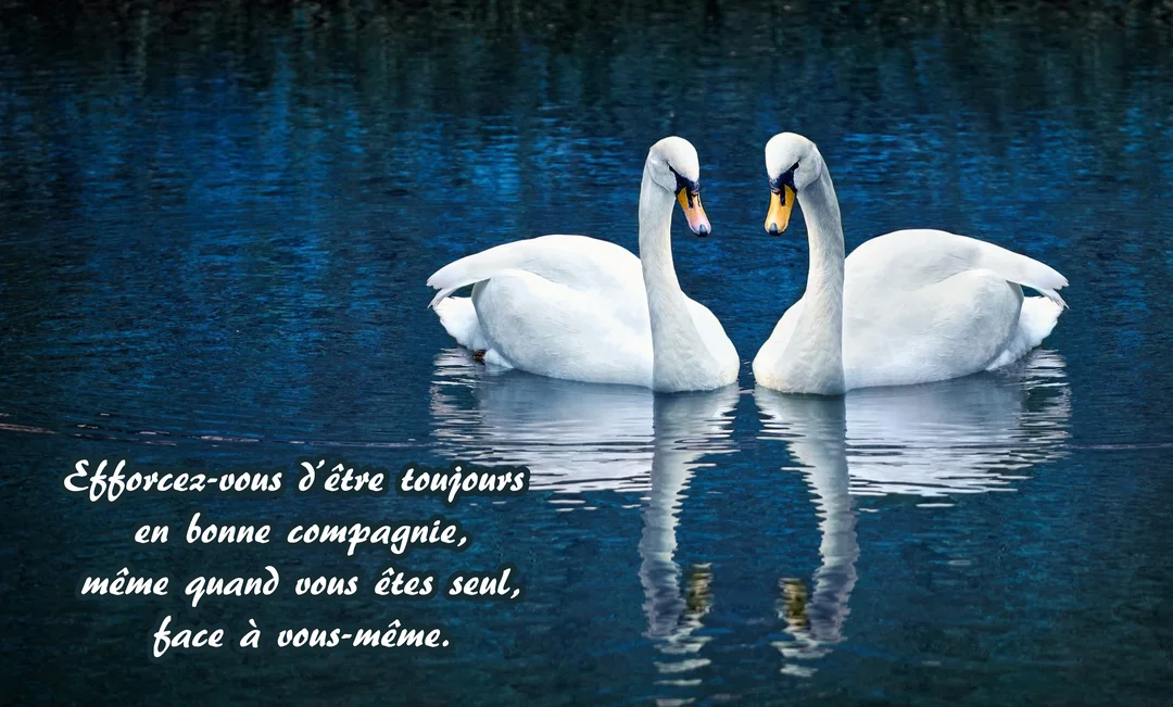 Deux cygnes blancs majestueux se font face sur une eau sombre et calme, leurs reflets se dessinant à la surface de l'eau.