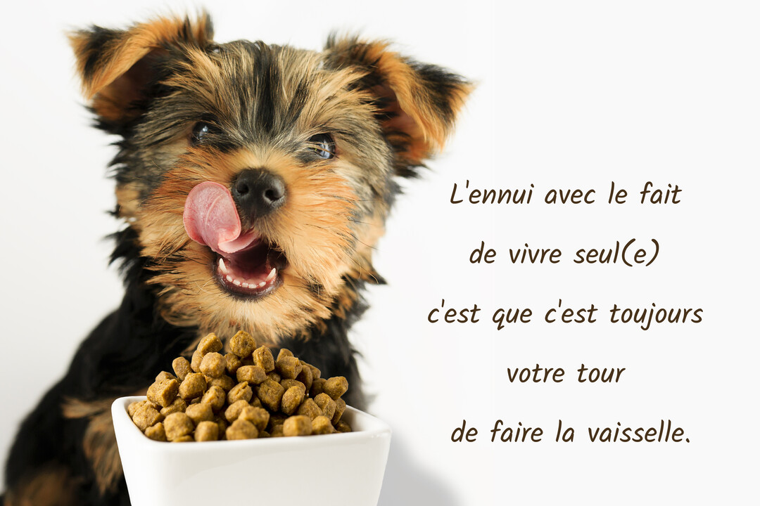 Un jeune chiot Yorkshire au pelage noir et fauve est assis derrière une gamelle blanche remplie de croquettes, se léchant les babines.