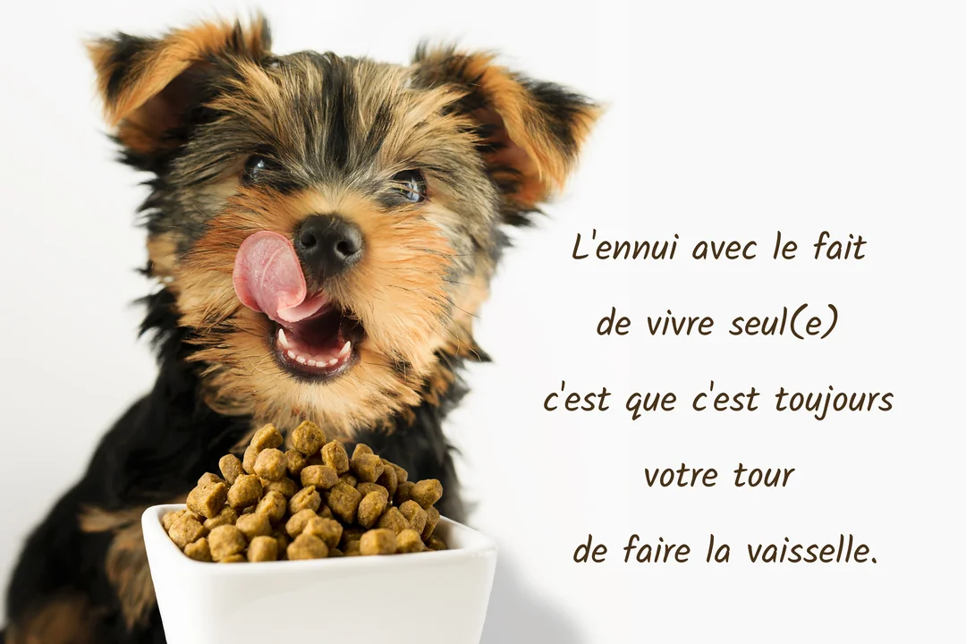 Un jeune chiot Yorkshire au pelage noir et fauve est assis derrière une gamelle blanche remplie de croquettes, se léchant les babines.