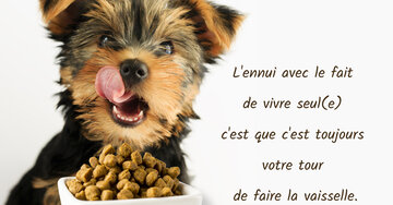 Aperçu de la carte : « L'ennui avec le fait de vivre seul(e), c'est de faire la vaisselle... »