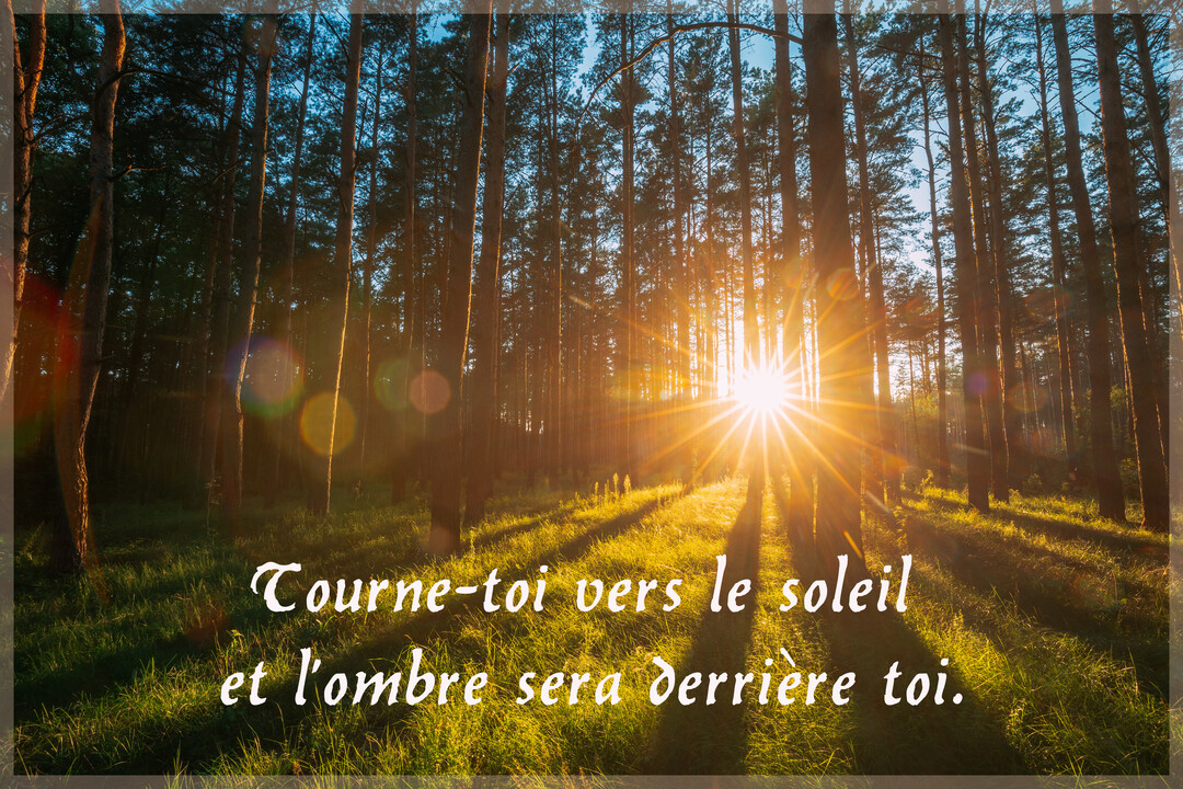 Un soleil éclatant brille à travers une forêt de pins, projetant de longues ombres sur l'herbe verte et illuminant la scène d'une lueur dorée.