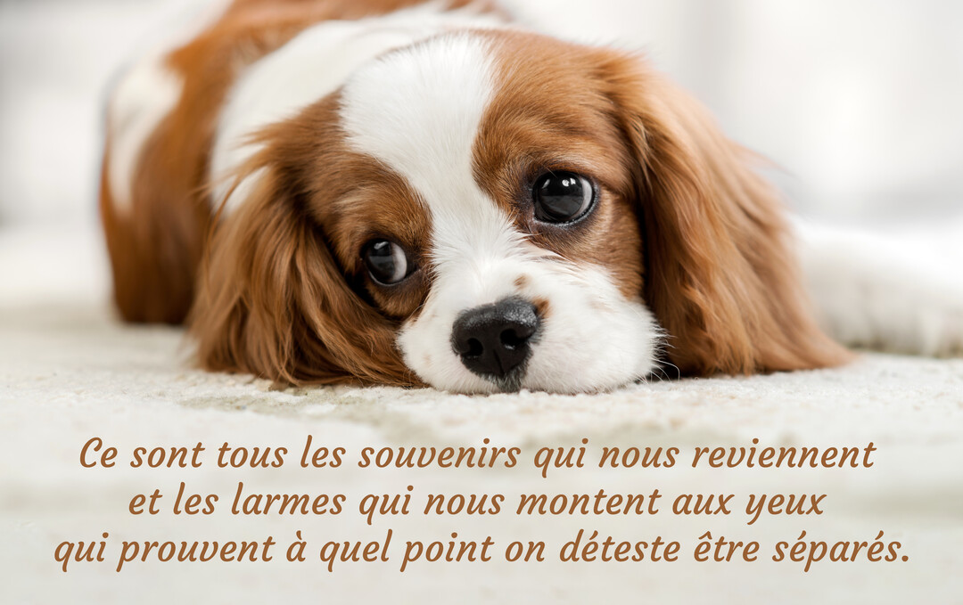En gros plan, un chiot Cavalier King Charles bicolore est couché sur un tapis, la tête posée, fixant l'observateur avec un regard mélancolique.