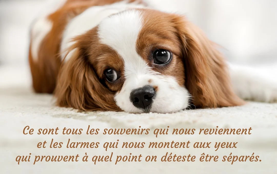 En gros plan, un chiot Cavalier King Charles bicolore est couché sur un tapis, la tête posée, fixant l'observateur avec un regard mélancolique.