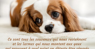 Aperçu de la carte : « Ce sont tous les souvenirs qui nous reviennent et les larmes aux yeux... »