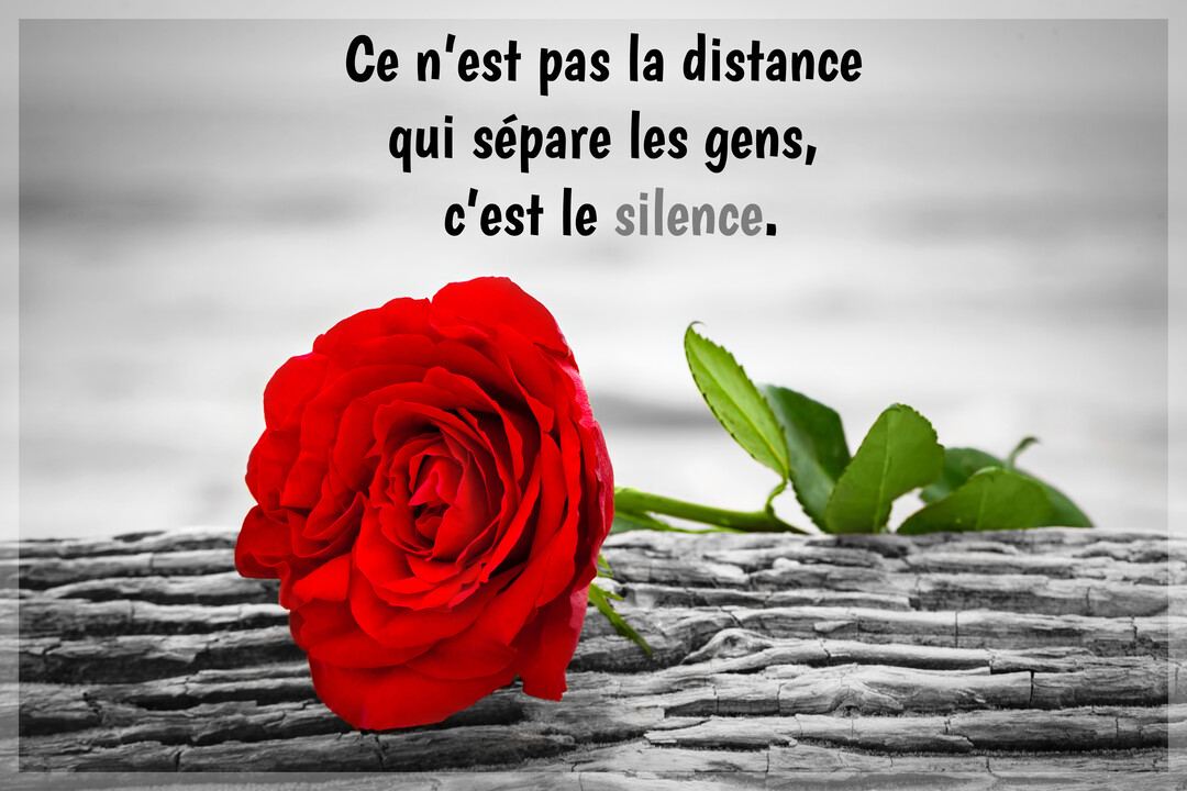 Une rose rouge éclatante, seule touche de couleur, repose sur du bois texturé avec un fond gris flouté et une citation philosophique.
