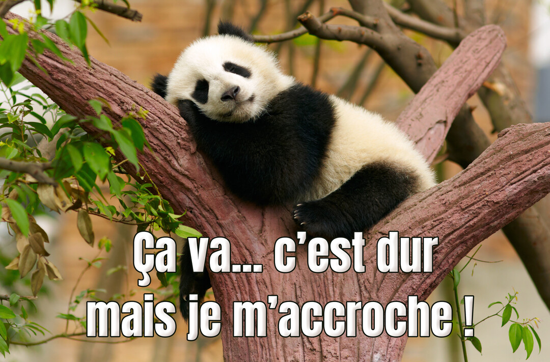 Un jeune panda noir et blanc, l'air fatigué, est couché sur une grosse branche d'arbre marron, entouré de feuillage vert.