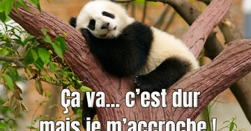 Aperçu de la carte : Ça va... c'est dur
mais je m'accroche !