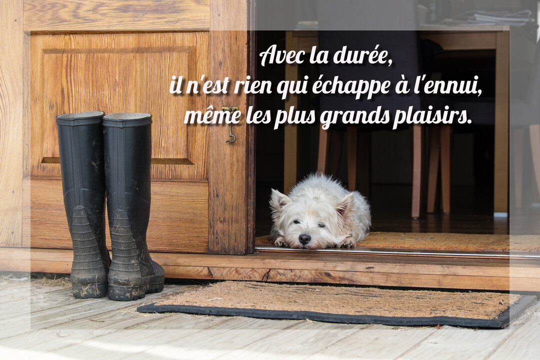 Un petit chien terrier blanc est couché dans l'embrasure d'une porte en bois, à côté d'une paire de bottes en caoutchouc.