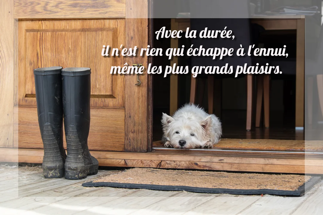 Un petit chien terrier blanc est couché dans l'embrasure d'une porte en bois, à côté d'une paire de bottes en caoutchouc.